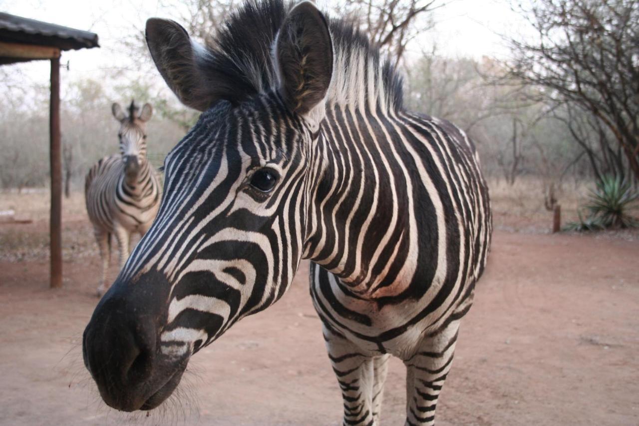 Kiburi Lodge @ Kruger, A Secluded Bushveld Getaway Marloth Park Exterior foto