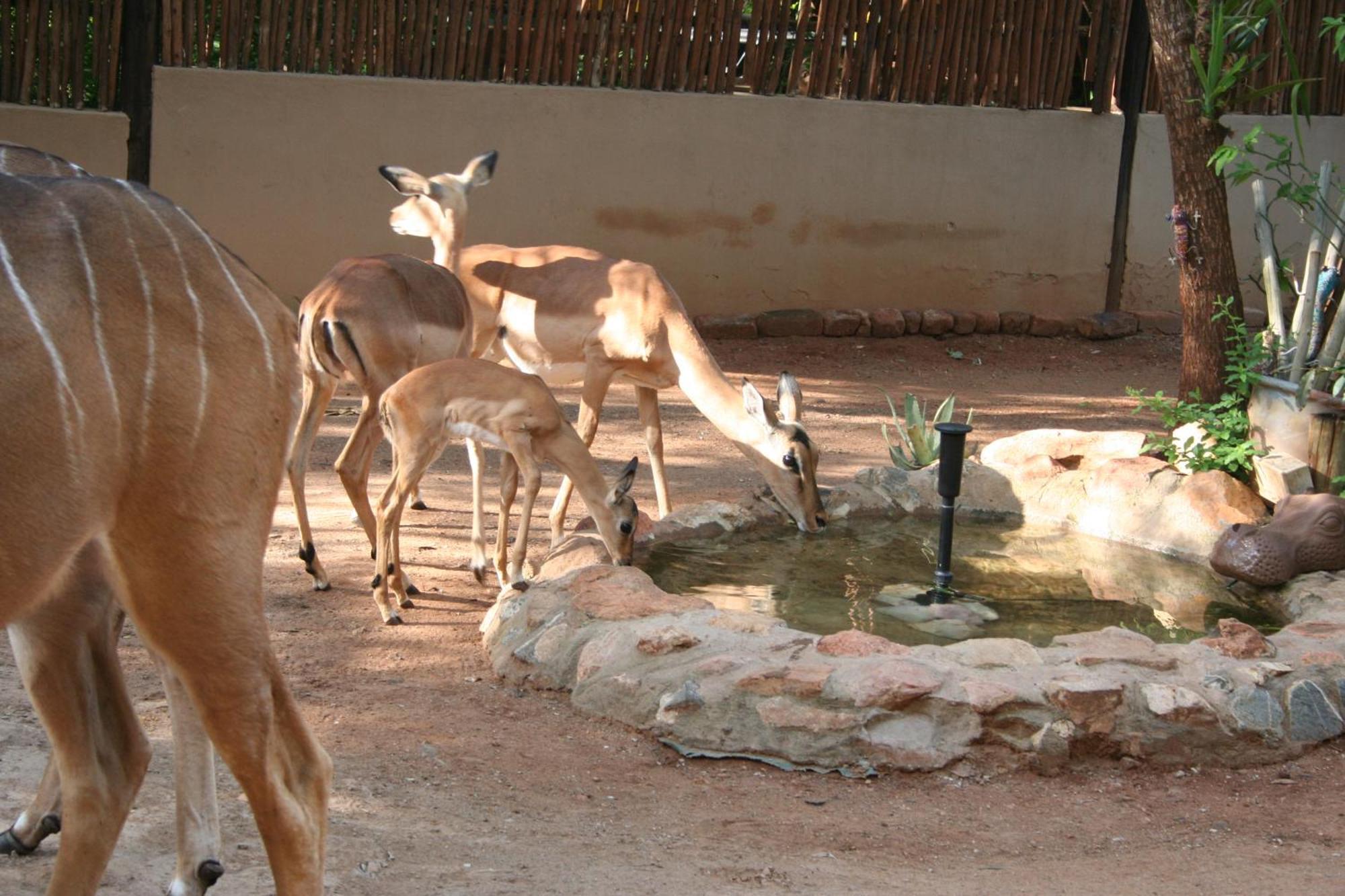 Kiburi Lodge @ Kruger, A Secluded Bushveld Getaway Marloth Park Exterior foto