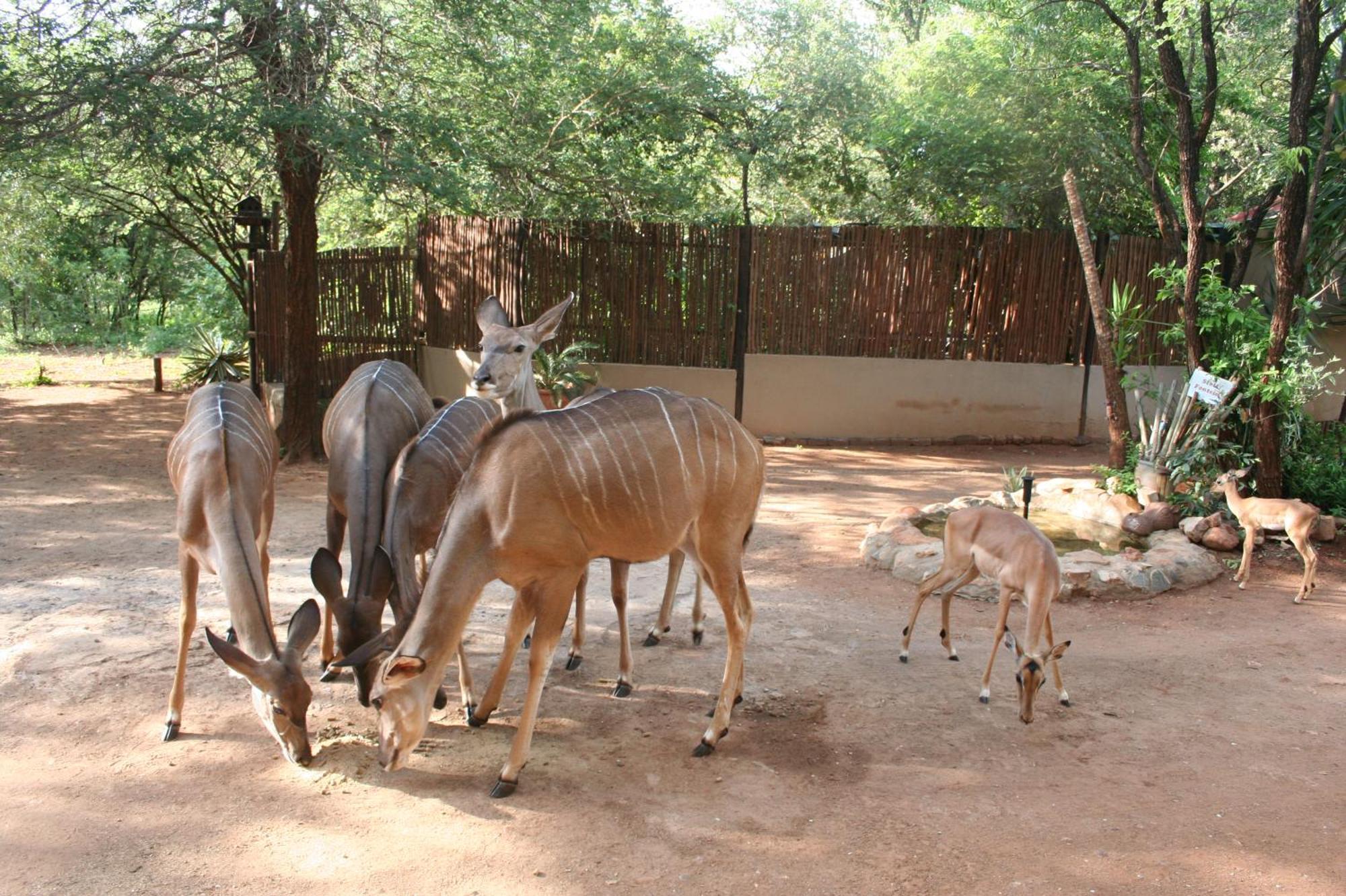 Kiburi Lodge @ Kruger, A Secluded Bushveld Getaway Marloth Park Exterior foto