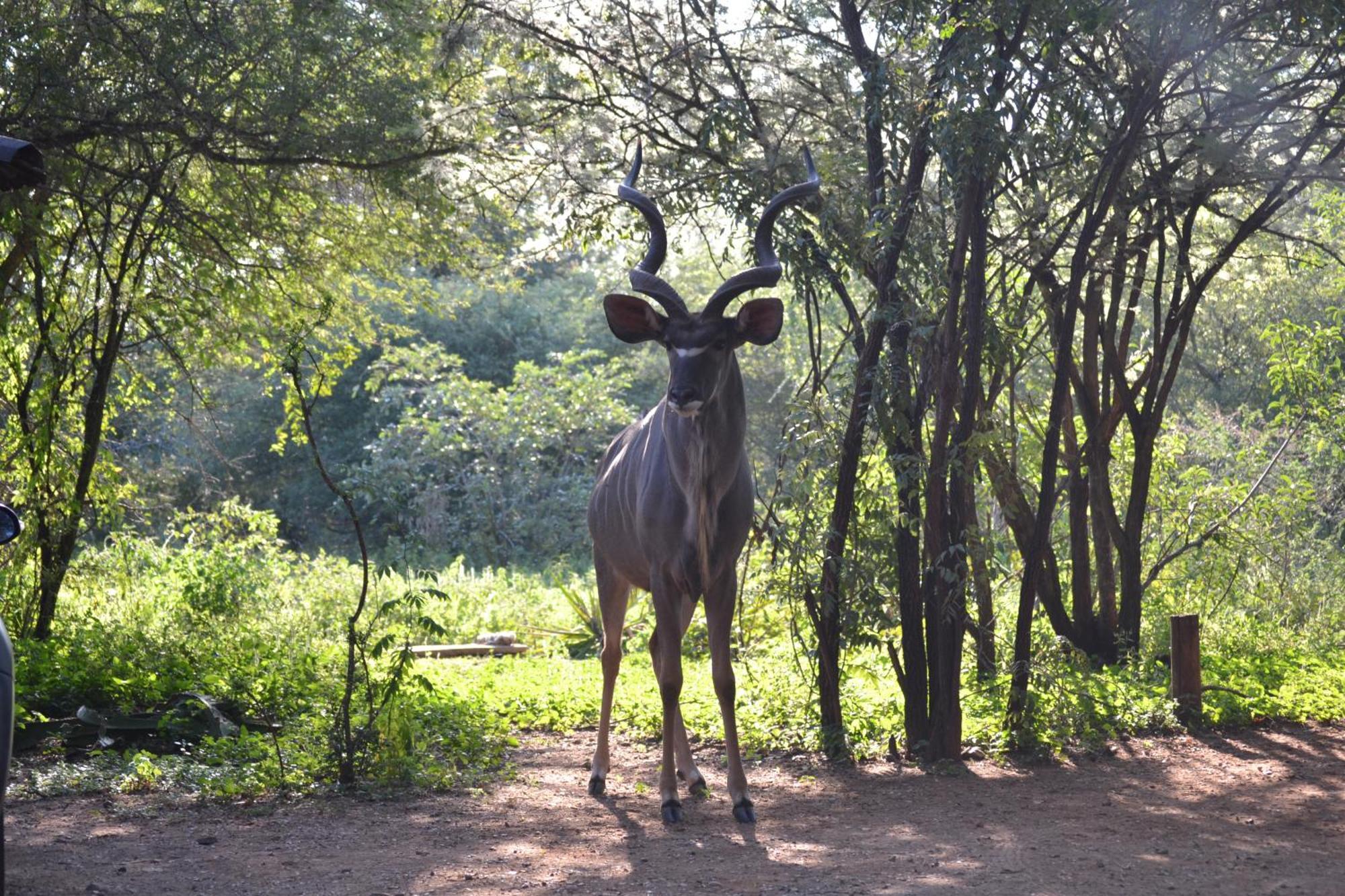 Kiburi Lodge @ Kruger, A Secluded Bushveld Getaway Marloth Park Exterior foto