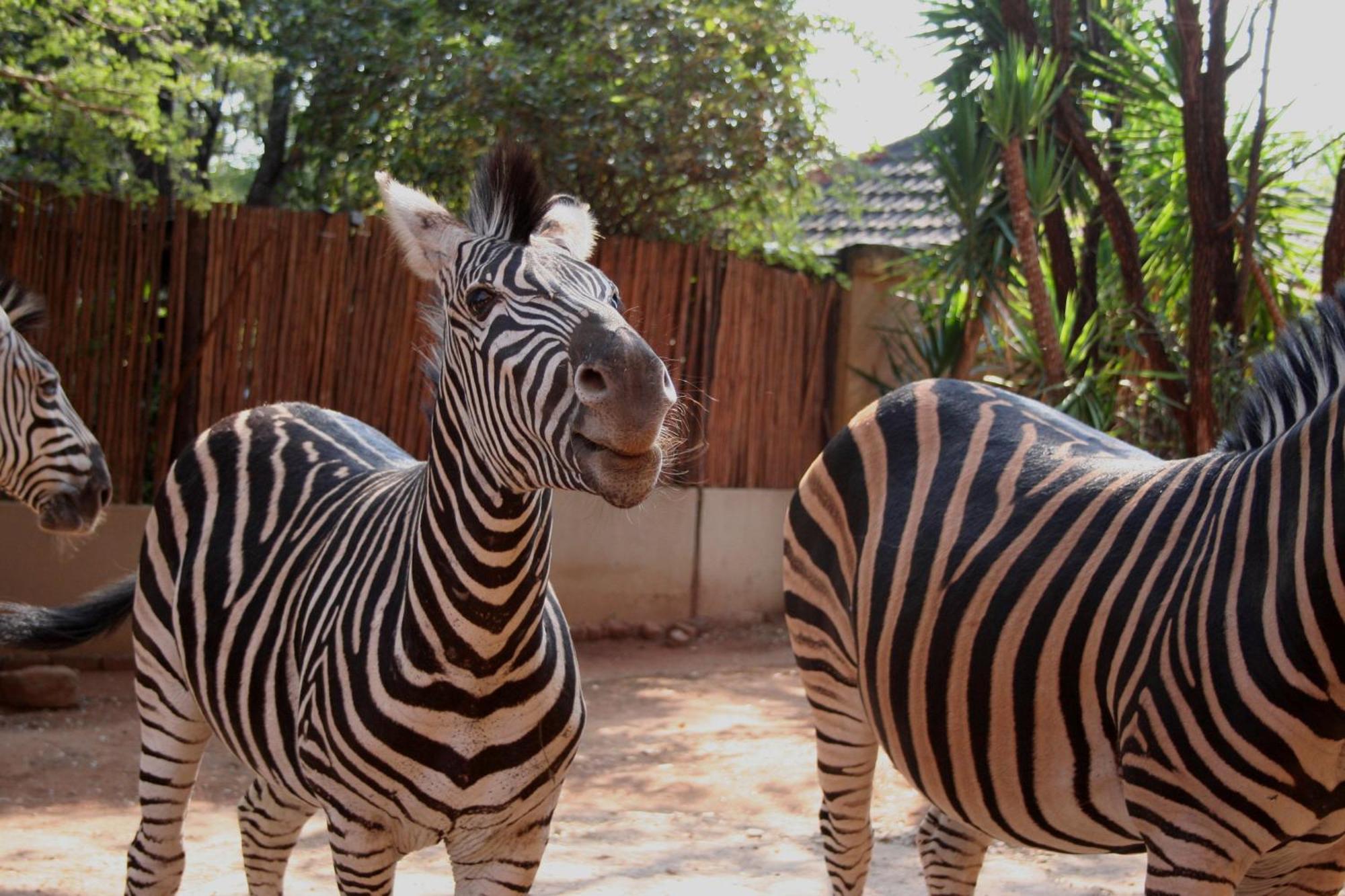 Kiburi Lodge @ Kruger, A Secluded Bushveld Getaway Marloth Park Exterior foto